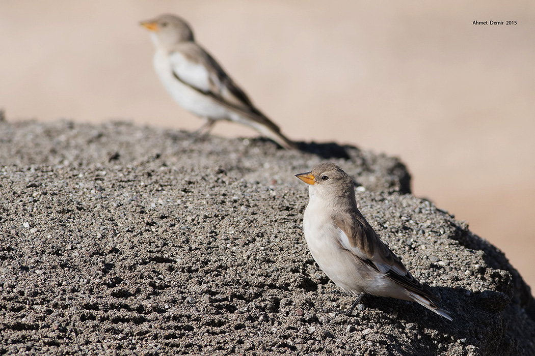 White-winged Snowfinch